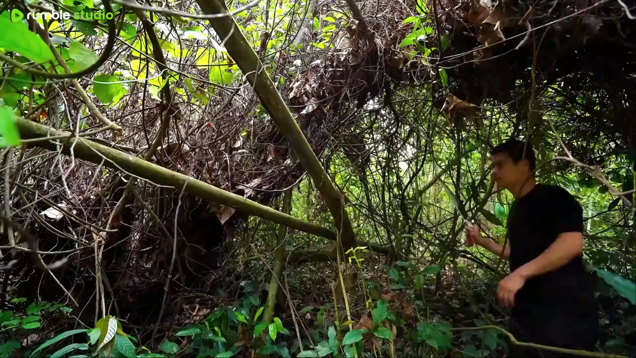 Build a shelter on a fallen tree trunk.