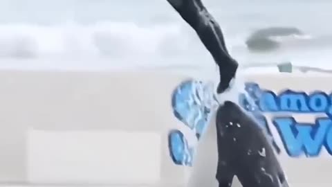 APT!Orca killer whale dance show #dolphindance #killerwhaleshow#trending#shorts#viralshorts#