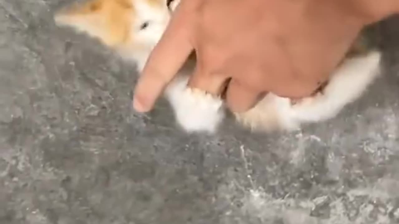 Kind people rescue a kitten stuck in a sewer