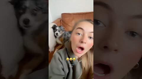 Animals Funny Compilation #funny #animals #pets #epic #shorts