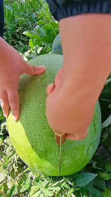 "Yummy Fruit Delight: Savor the Sweetness of Nature's Goodness! 🍇🍍🍓