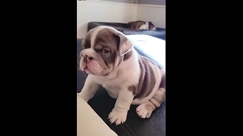 Cutest bulldog’s babies