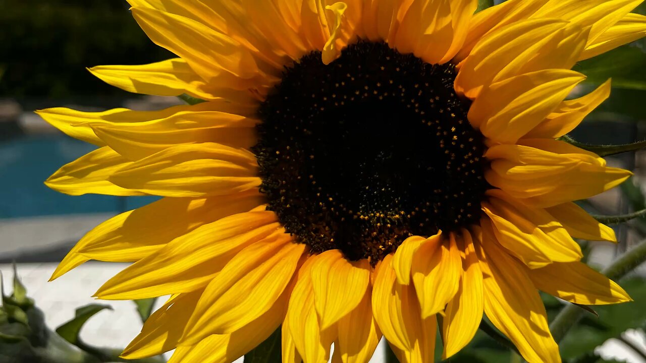 Spring flowers are blooming in the garden