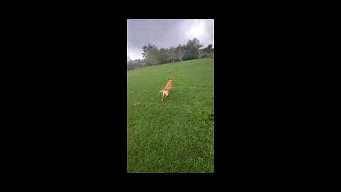 Hyper Dog