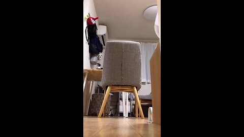 きゅるるん顔、全開！！さつきが来たニャ！
