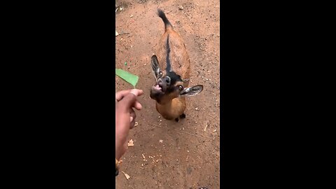 The goat 🐐 dance 💃