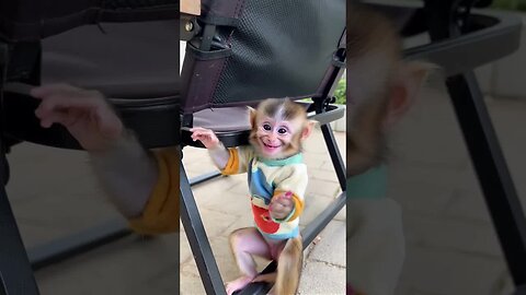 Caught this little cutie flashing the sweetest smile! 🐒💕