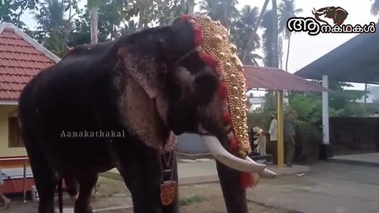 ആനയെ പിടിച്ചെടുക്കാൻ വനം വകുപ്പ് ഉത്തരവായി _ Balussery gajendran elephant_ Ambadi mahadevan elephant