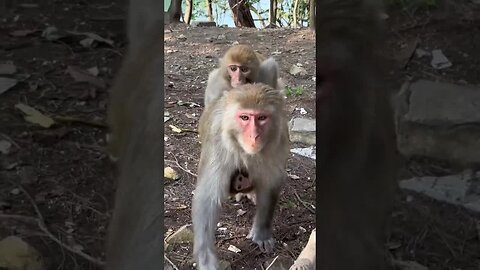 Big and small monkeys