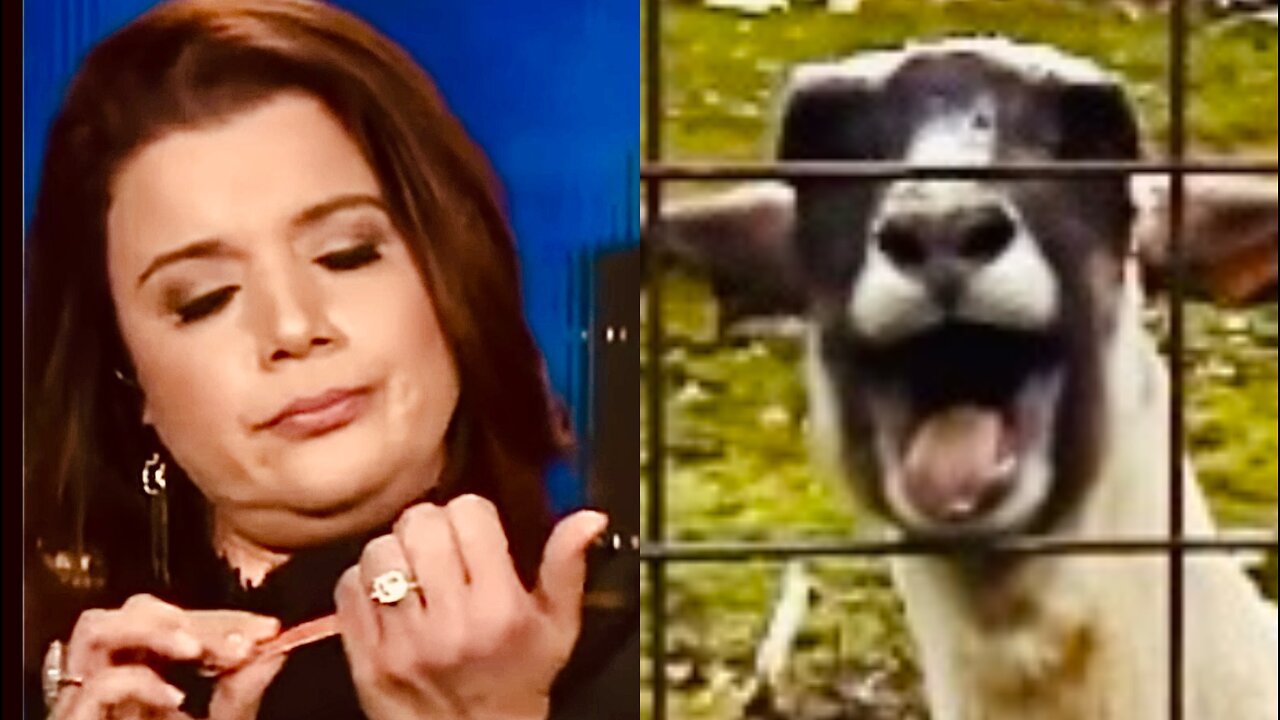 Ana Navarro MELTDOWN on CNN! 😱 🐐