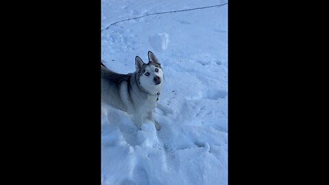 ❄️Snowball Effect❄️