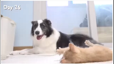 The kittens siblings are dogs