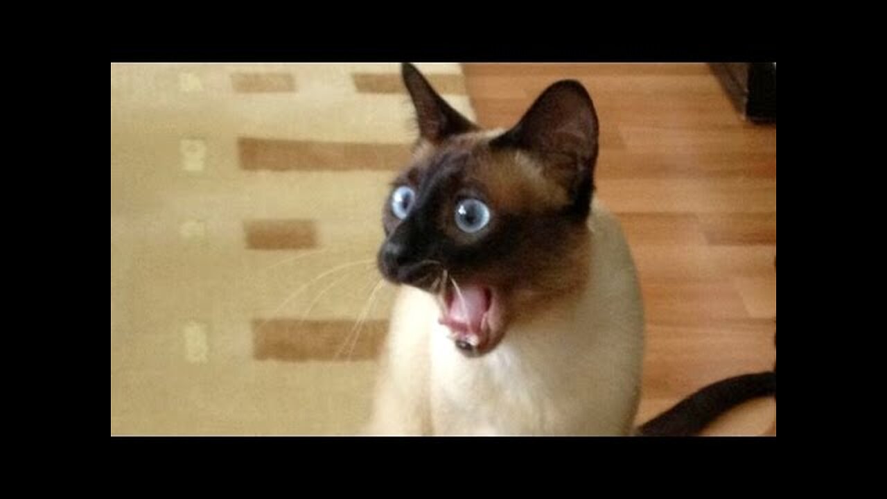 World's funniest animal and pet moments - Funny animal compilation