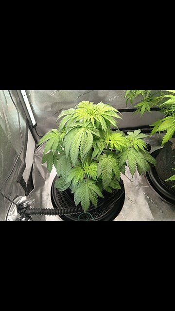 Fruity pebbles week week 5 day 5