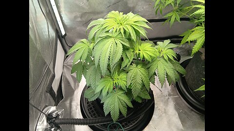 Fruity pebbles week week 5 day 5