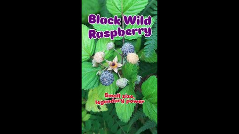 Black Wild Raspberry, 💜 Locally called Kaalkhe, globally known as a superfruit #superfood #organic