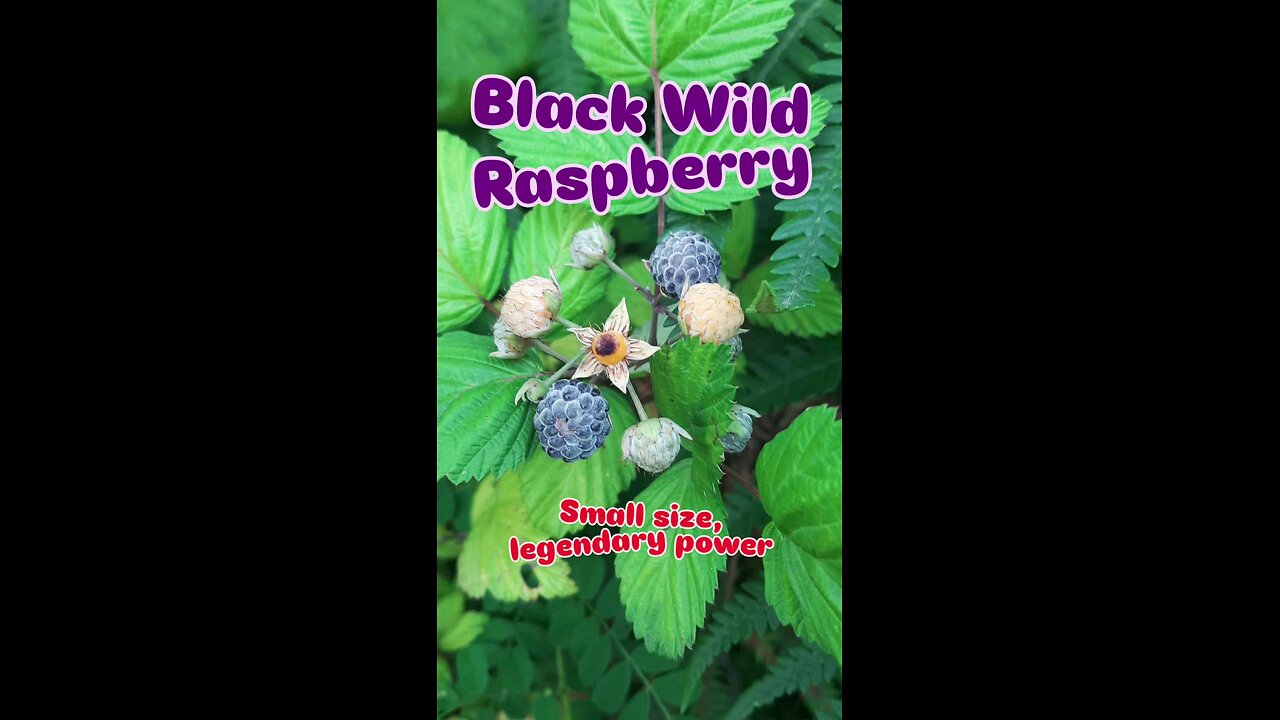 Black Wild Raspberry, 💜 Locally called Kaalkhe, globally known as a superfruit #superfood #organic