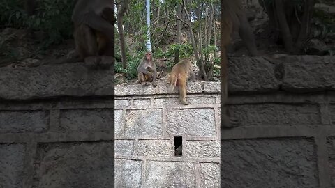agile monkey