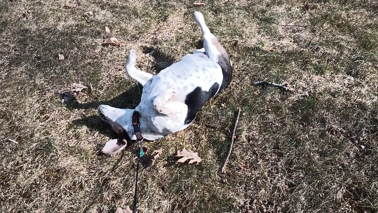 Bandit