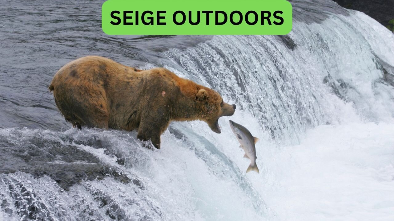 Katmai National Park Bear Feeding Live Stream!