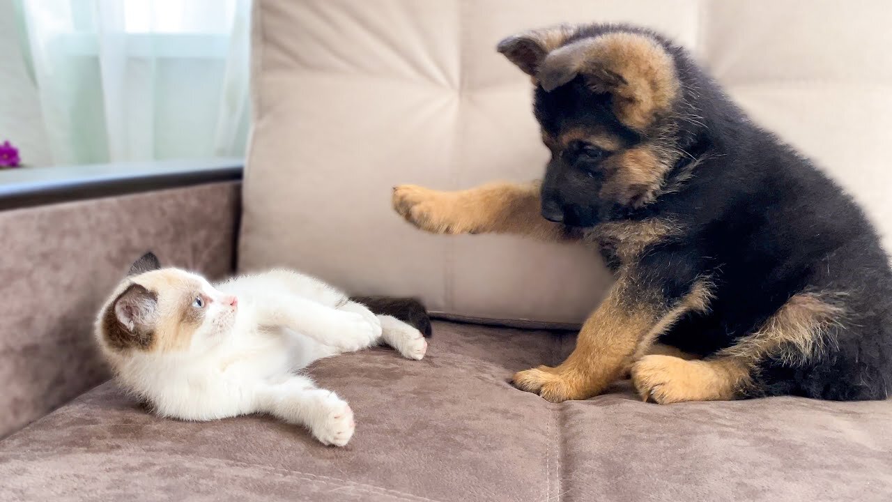 2025’s Funniest Dogs & Cats 😂 You Won’t Stop Laughing! | You Laugh You lose 😍😸😹 #Ep05