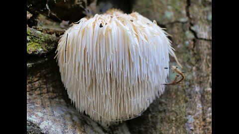 Making Lions Mane Mushroom, Barberry, Soursop & Milk Thistle Extracts And Their Benefits- Ep. 76