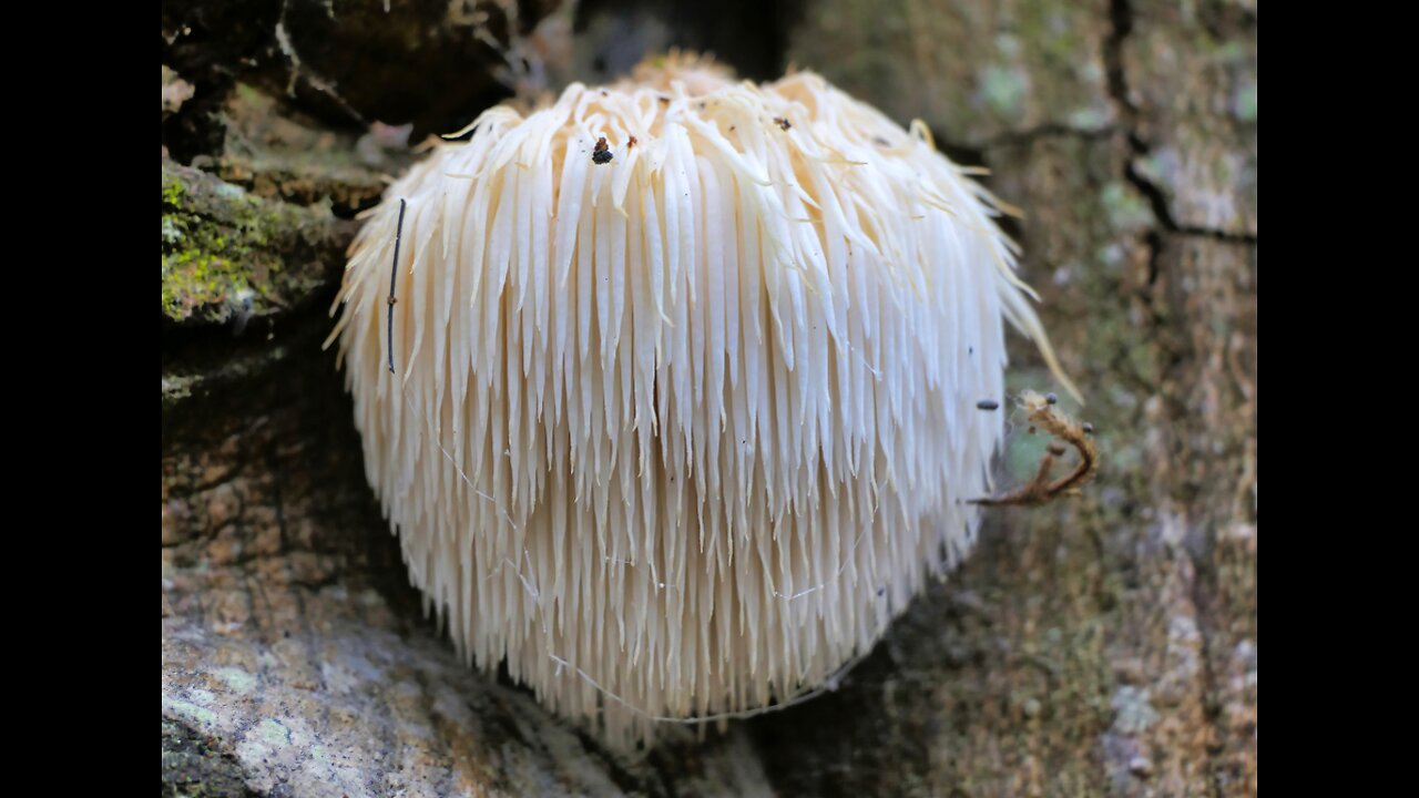 Making Lions Mane Mushroom, Barberry, Soursop & Milk Thistle Extracts And Their Benefits- Ep. 76