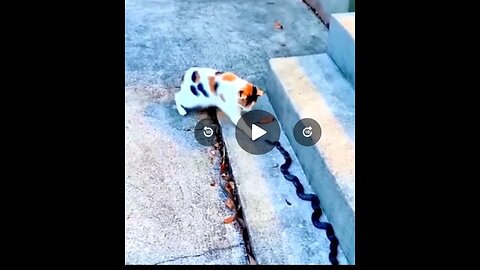 Oh my god🐈🐍😂