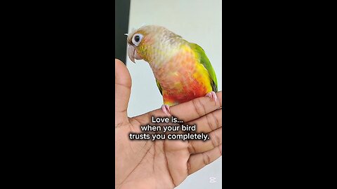 Pineapple Conure Cute Moment-Funny Bird