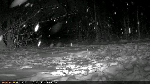 Deer Cam Rabbit In Snow Shower 02-01-2026 Game Cam Trail Camera