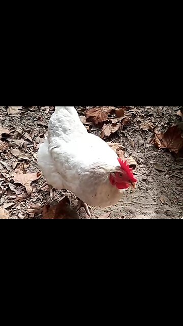 HOW TO SERVE THE BODY OF CHRIST - DAILY DEVOTIONAL ❤️