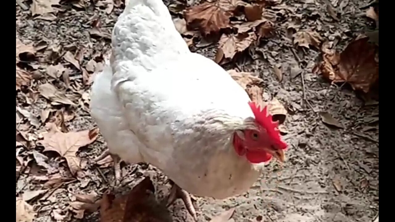 HOW TO SERVE THE BODY OF CHRIST - DAILY DEVOTIONAL ❤️