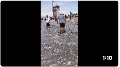 "Mass Fish Die-Off Mysteriously Occurs on Chilean Beach"