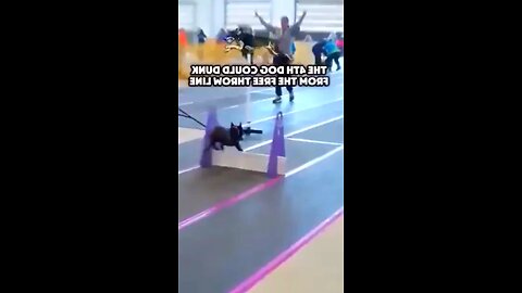 the fourth dog could jump from the free throw line