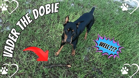 Stick Tug Showdown, Part 2: Porch Victory!