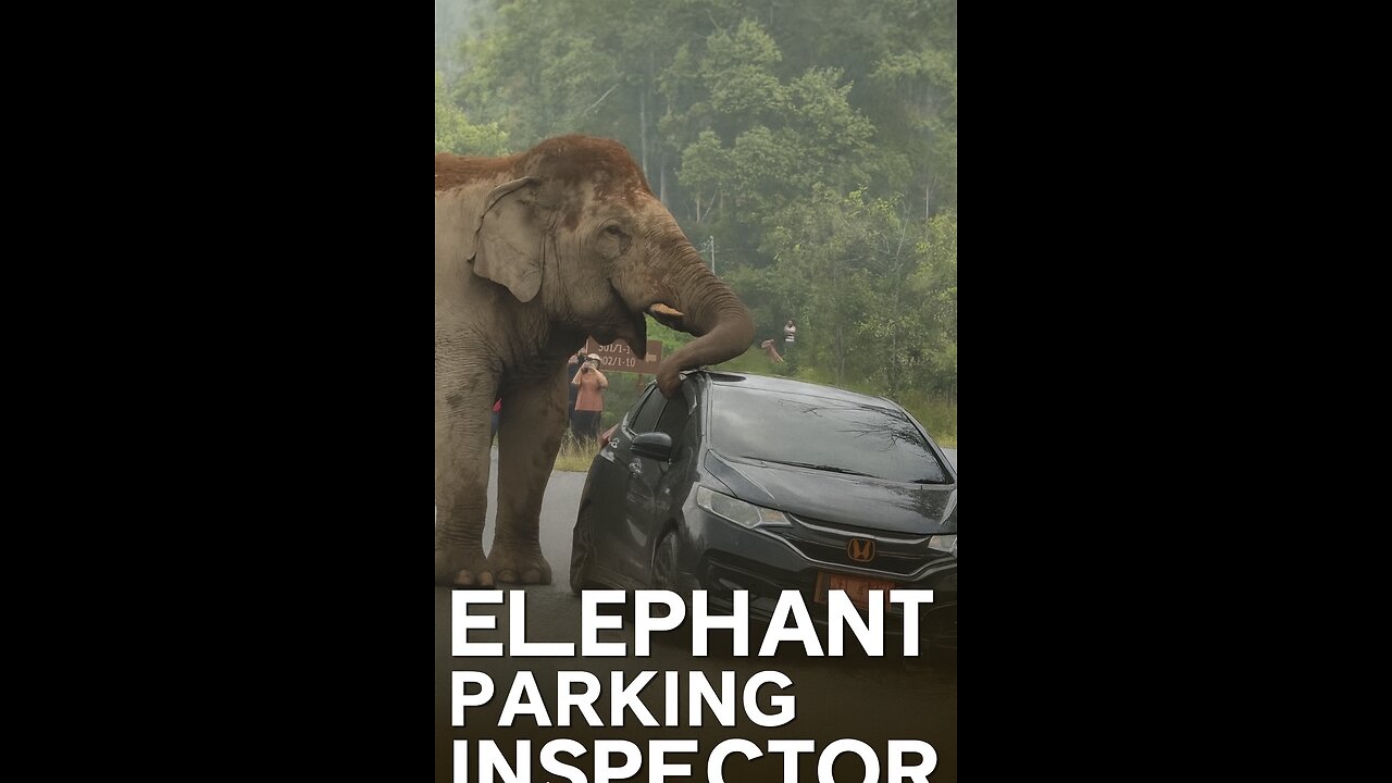 Elephant Parking Inspector 🐘😂