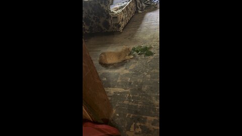Cat and catnip