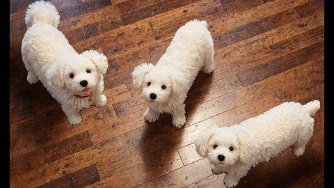 Family dogs - Fici, Ludi, Csöpi