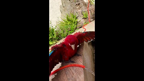The Macau Parrot Washing Itself