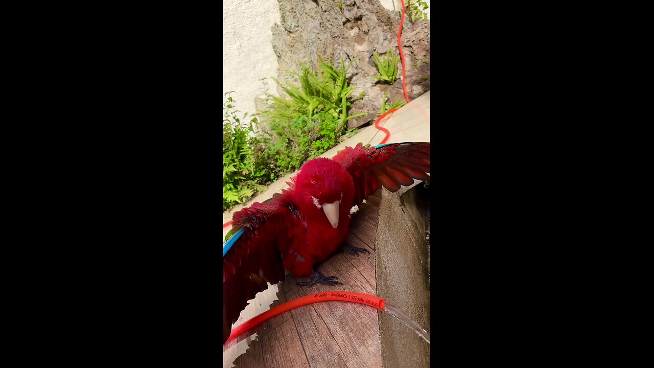 The Macau Parrot Washing Itself