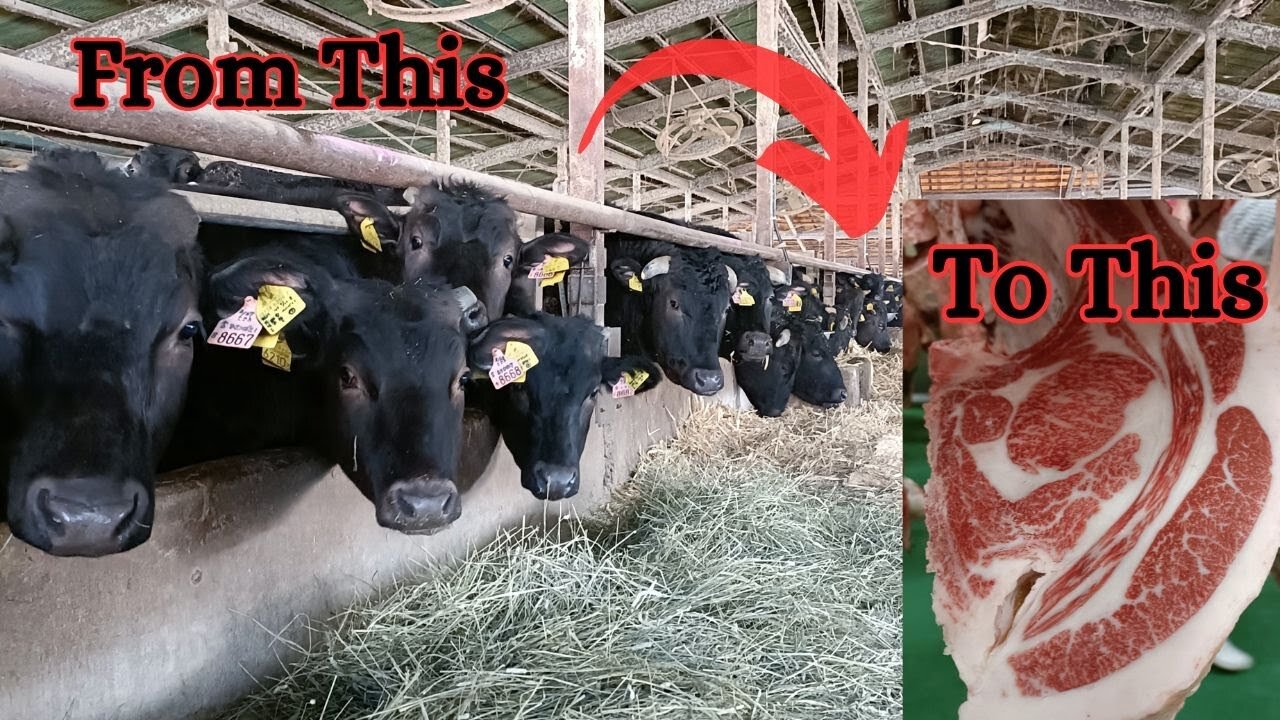 How Wagyu Is Made (Farm To Table)