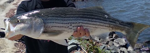 Late Spring Striper Fishin (NEW PB !!)