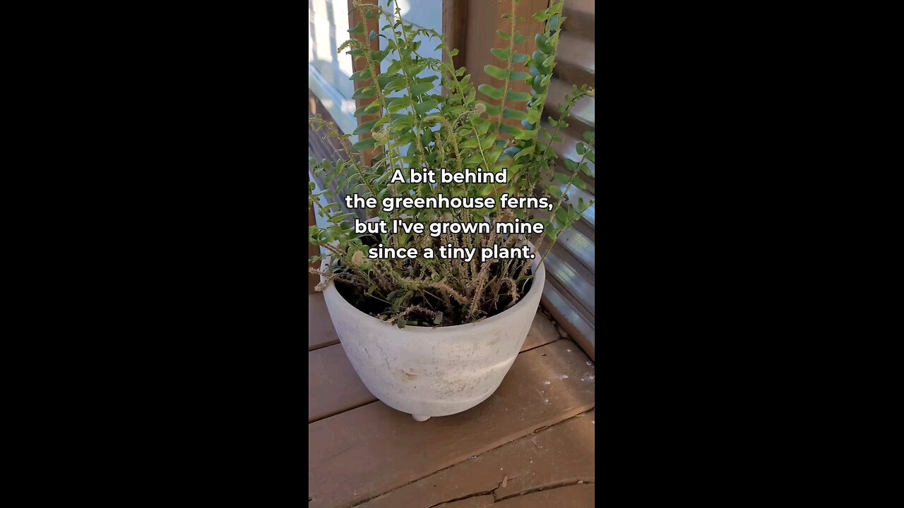 Fern Fan