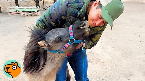 Tiny Horse Makes Huge Best Friends and Runs Like Hurricane | Cuddle Buddies
