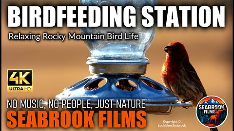 Birdfeeding Station: Relaxing Rocky Mountain Bird Life