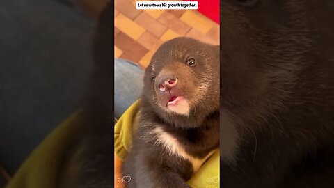 The bear almost fell from the tree but people saved him and became his family