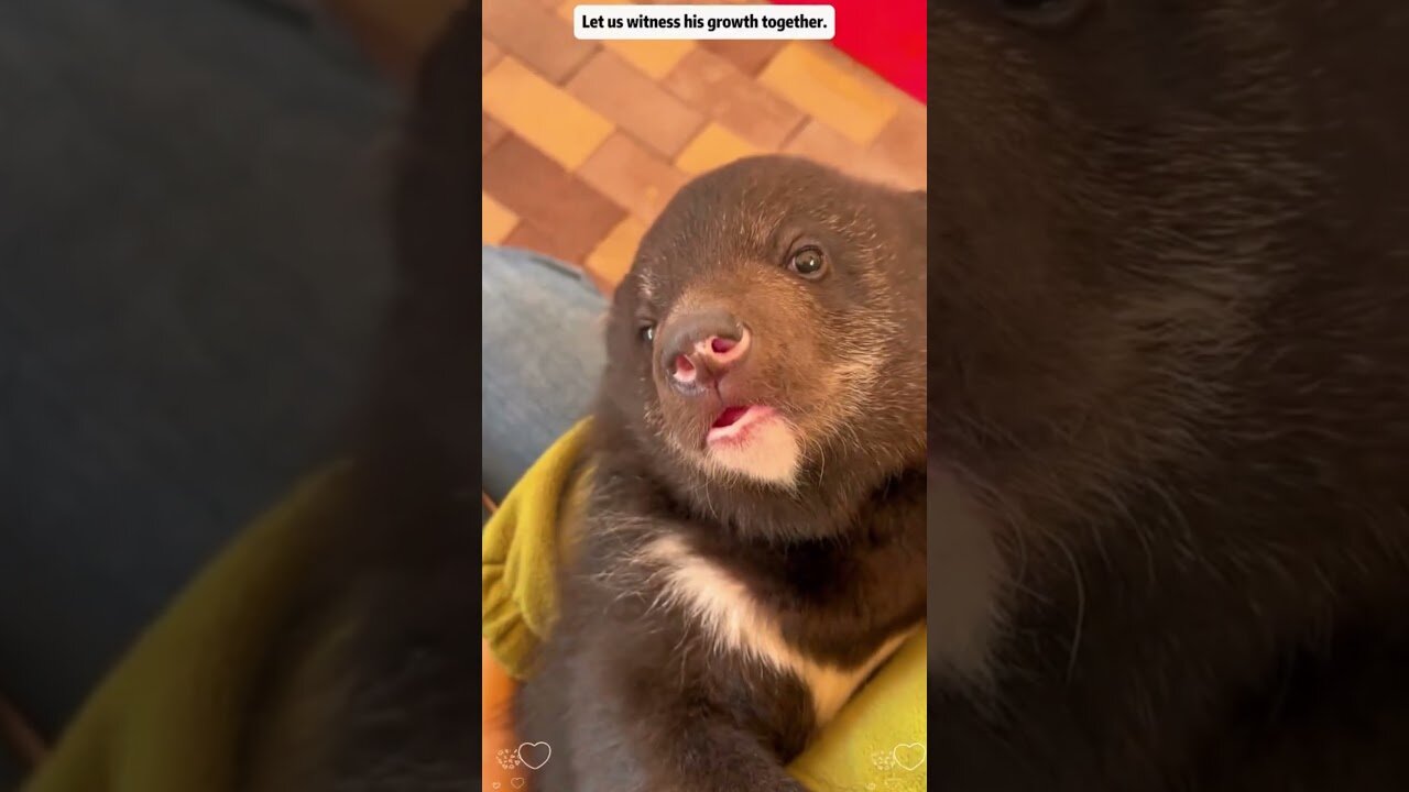 The bear almost fell from the tree but people saved him and became his family