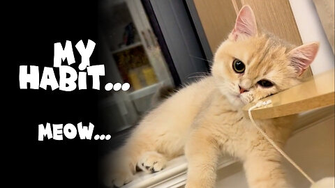 So Adorable... Cute & Funny...