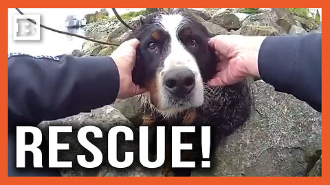 Dog on the Rocks? Tacoma Police Rescue Lost Pooch Stranded by Seaside