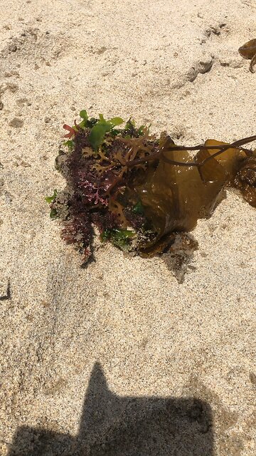 Crab found covered in seaweed